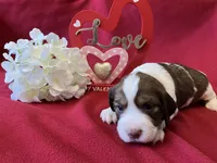 Marcy, a female English Springer Spaniel for sale in Sandstone, MN – Photo 4 of 5