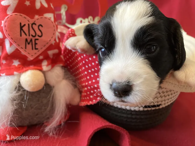 Violet – English Springer Spaniel puppy for sale in Sandstone, MN
