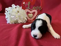 Violet, a female English Springer Spaniel for sale in Sandstone, MN – Photo 2 of 3