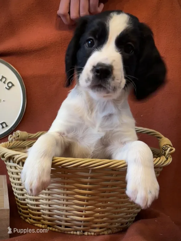 Violet – English Springer Spaniel puppy for sale in Sandstone, MN