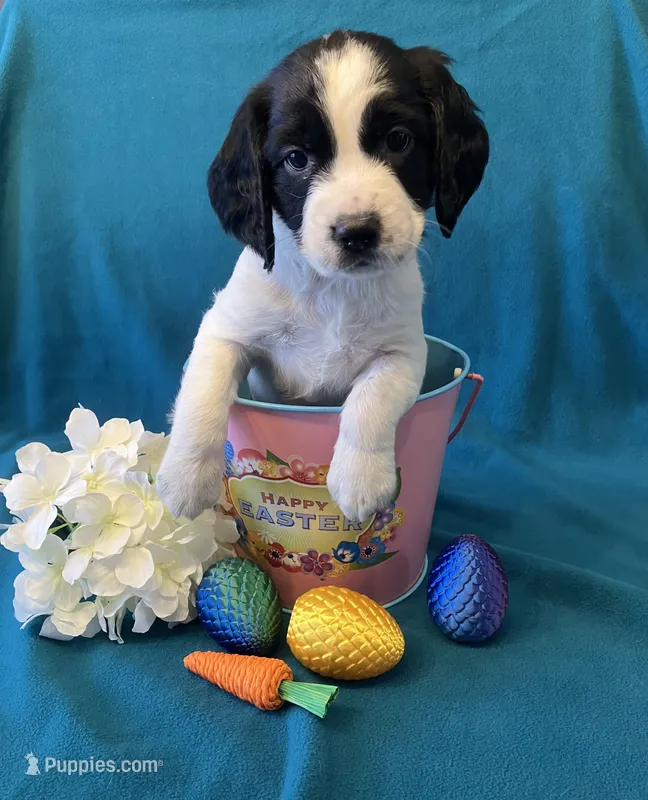 Violet – English Springer Spaniel puppy for sale in Sandstone, MN