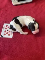Violet, a female English Springer Spaniel for sale in Sandstone, MN – Photo 3 of 3