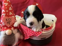 Snoopy, a female English Springer Spaniel for sale in Sandstone, MN – Photo 1 of 6