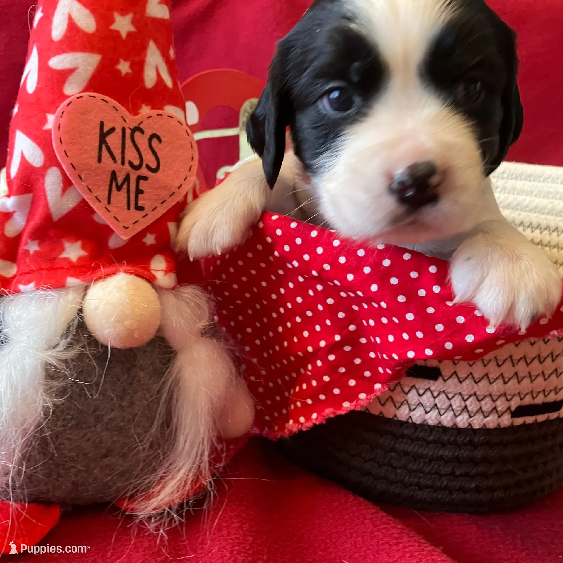 Snoopy, a female English Springer Spaniel for sale in Sandstone, MN – Photo 4 of 6