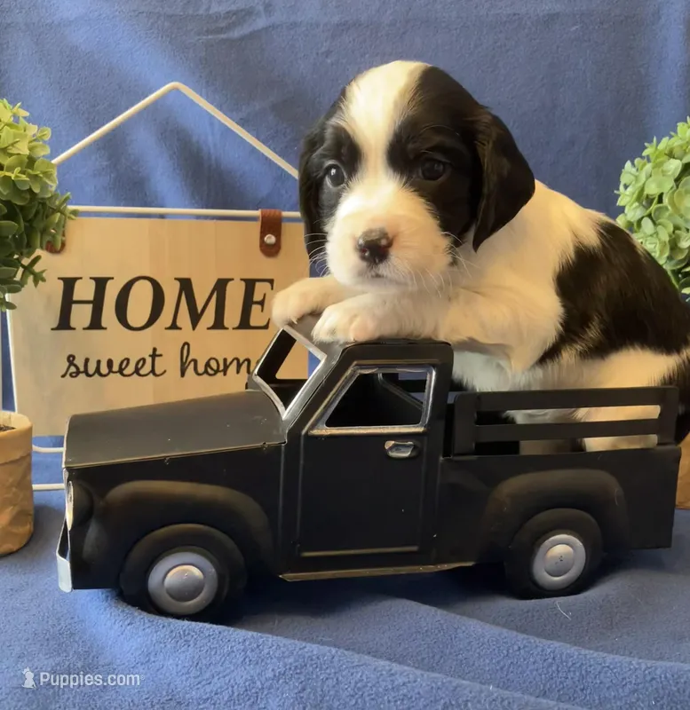 Snoopy – English Springer Spaniel puppy for sale in Sandstone, MN