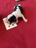 Snoopy, a female English Springer Spaniel for sale in Sandstone, MN – Photo 6 of 6