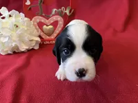Snoopy, a female English Springer Spaniel for sale in Sandstone, MN – Photo 2 of 6