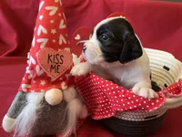 Snoopy, a female English Springer Spaniel for sale in Sandstone, MN – Photo 5 of 6