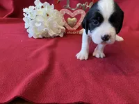 Snoopy, a female English Springer Spaniel for sale in Sandstone, MN – Photo 3 of 6