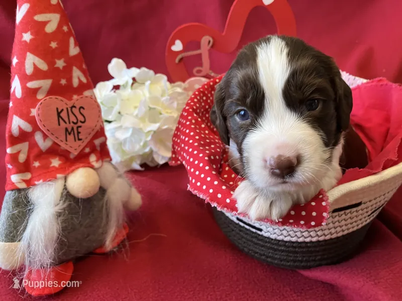 Franklin – English Springer Spaniel puppy for sale in Sandstone, MN