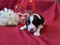 Franklin, a male English Springer Spaniel for sale in Sandstone, MN – Photo 3 of 6