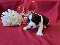 Franklin, a male English Springer Spaniel for sale in Sandstone, MN – Photo 4 of 6