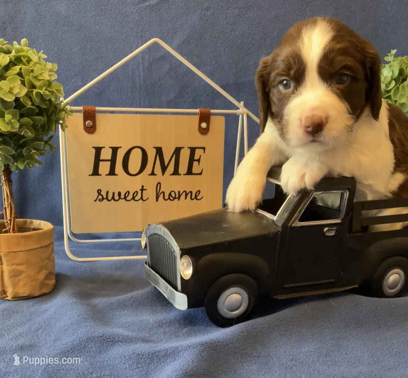 Franklin – English Springer Spaniel puppy for sale in Sandstone, MN