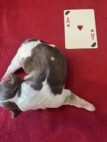 Franklin, a male English Springer Spaniel for sale in Sandstone, MN – Photo 6 of 6
