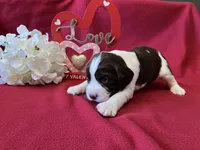 Franklin, a male English Springer Spaniel for sale in Sandstone, MN – Photo 2 of 6