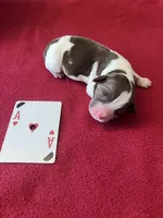 Franklin, a male English Springer Spaniel for sale in Sandstone, MN – Photo 5 of 6