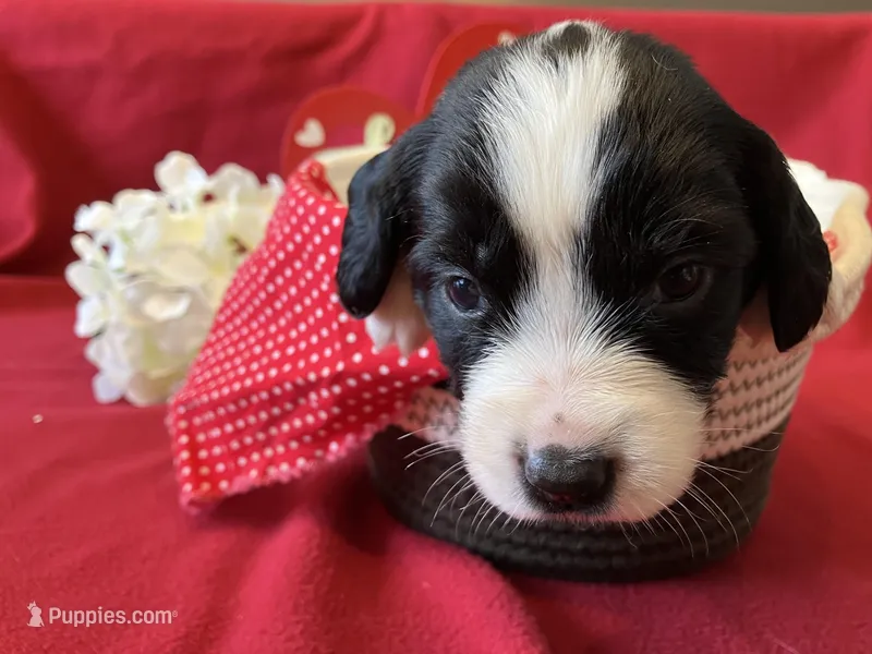 Lucy – English Springer Spaniel puppy for sale in Sandstone, MN