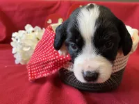 Lucy, a female English Springer Spaniel for sale in Sandstone, MN – Photo 1 of 4