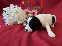 Lucy, a female English Springer Spaniel for sale in Sandstone, MN – Photo 3 of 4