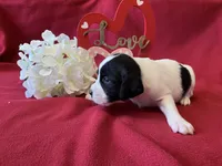 Lucy, a female English Springer Spaniel for sale in Sandstone, MN – Photo 2 of 4