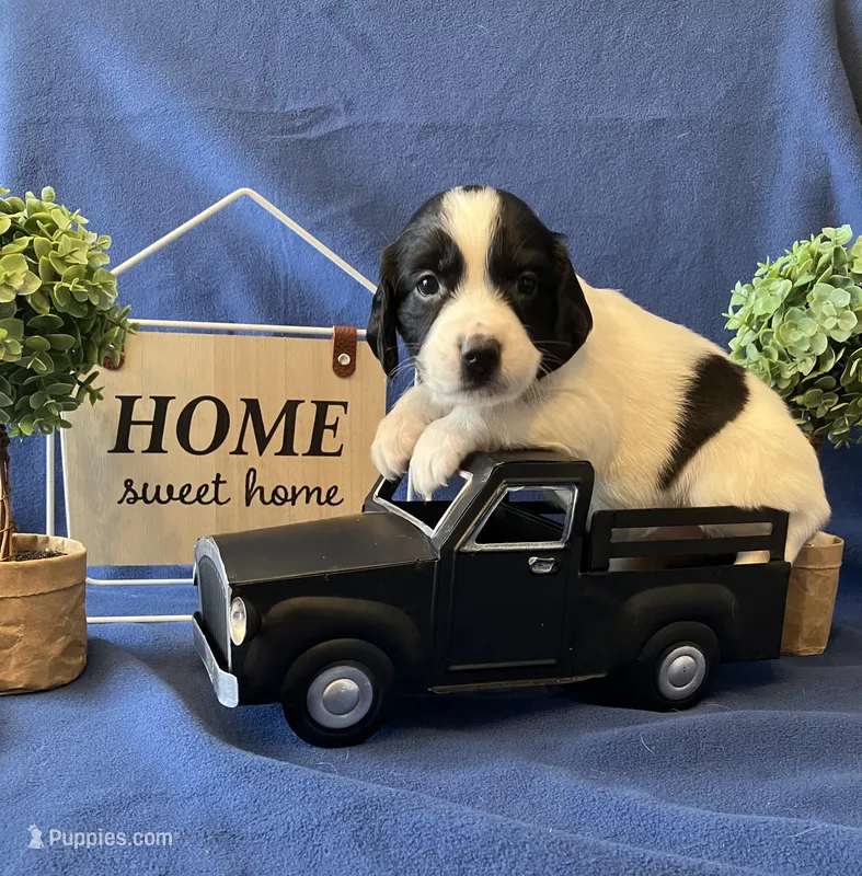 Lucy – English Springer Spaniel puppy for sale in Sandstone, MN