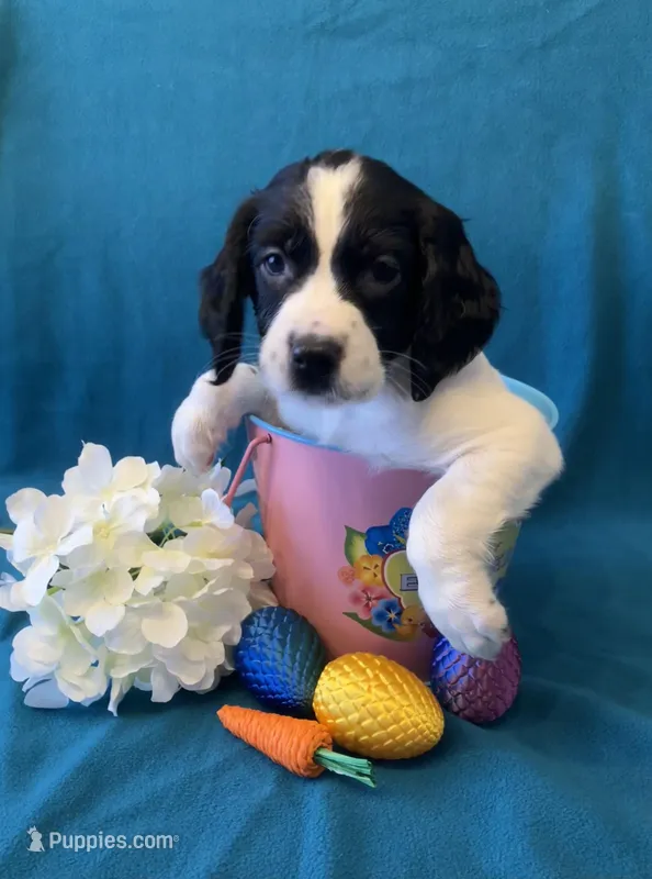 Lucy – English Springer Spaniel puppy for sale in Sandstone, MN