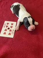 Lucy, a female English Springer Spaniel for sale in Sandstone, MN – Photo 4 of 4