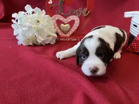 Sally, a female English Springer Spaniel for sale in Sandstone, MN – Photo 5 of 6