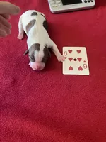 Sally, a female English Springer Spaniel for sale in Sandstone, MN – Photo 6 of 6