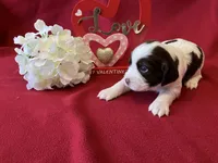 Sally, a female English Springer Spaniel for sale in Sandstone, MN – Photo 4 of 6