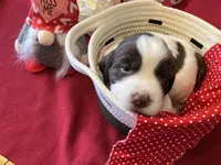 Sally, a female English Springer Spaniel for sale in Sandstone, MN – Photo 3 of 6