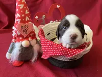 Sally, a female English Springer Spaniel for sale in Sandstone, MN – Photo 2 of 6