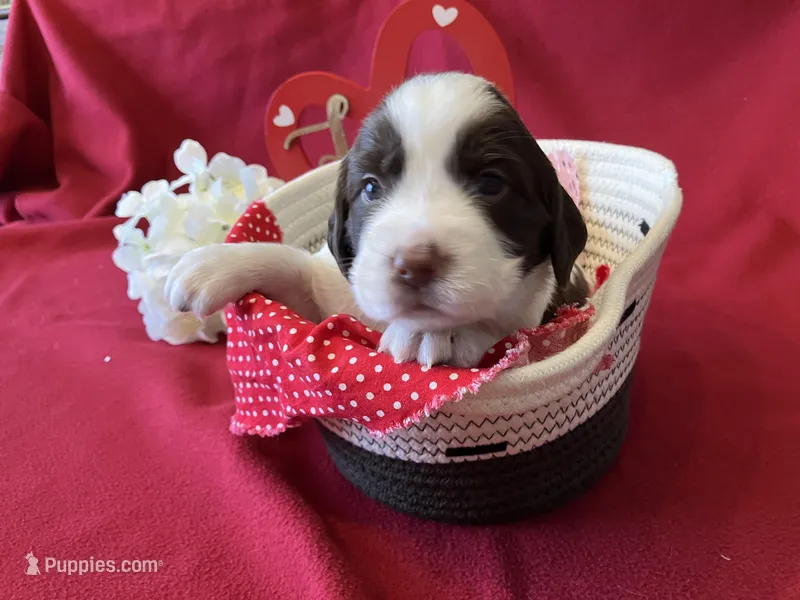 Sally – English Springer Spaniel puppy for sale in Sandstone, MN