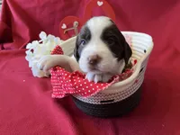 Sally, a female English Springer Spaniel for sale in Sandstone, MN – Photo 1 of 6