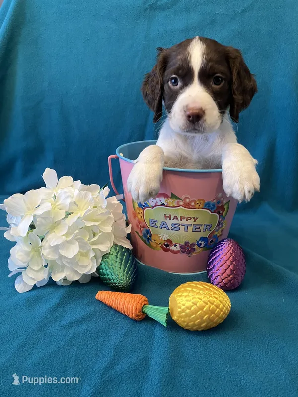 Linus – English Springer Spaniel puppy for sale in Sandstone, MN