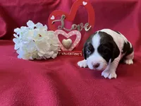Linus, a male English Springer Spaniel for sale in Sandstone, MN – Photo 2 of 4