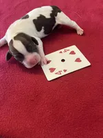 Linus, a male English Springer Spaniel for sale in Sandstone, MN – Photo 3 of 4