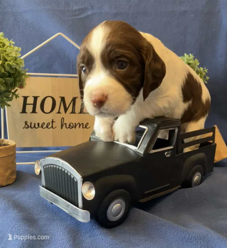 Linus – English Springer Spaniel puppy for sale in Sandstone, MN