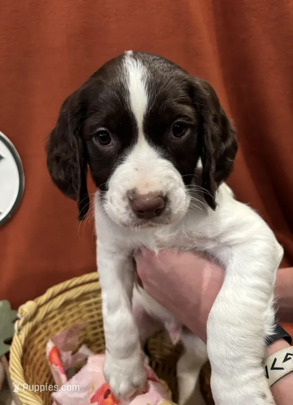 Linus – English Springer Spaniel puppy for sale in Sandstone, MN