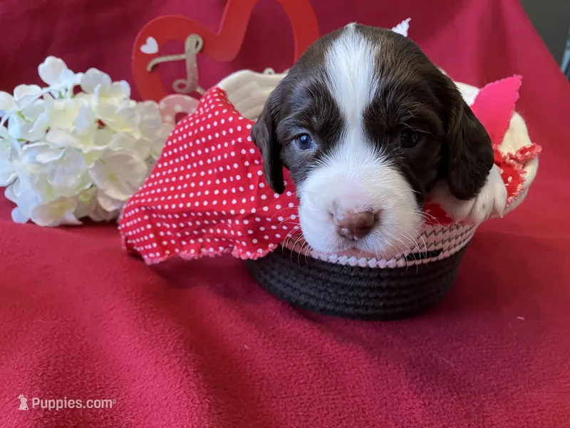 Linus – English Springer Spaniel puppy for sale in Sandstone, MN