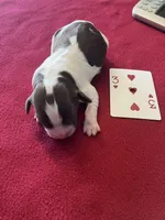 Charlie Brown, a male English Springer Spaniel for sale in Sandstone, MN – Photo 4 of 5
