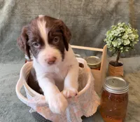 Charlie Brown, a male English Springer Spaniel for sale in Sandstone, MN – Photo 6 of 10