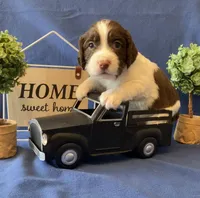Charlie Brown, a male English Springer Spaniel for sale in Sandstone, MN – Photo 7 of 10