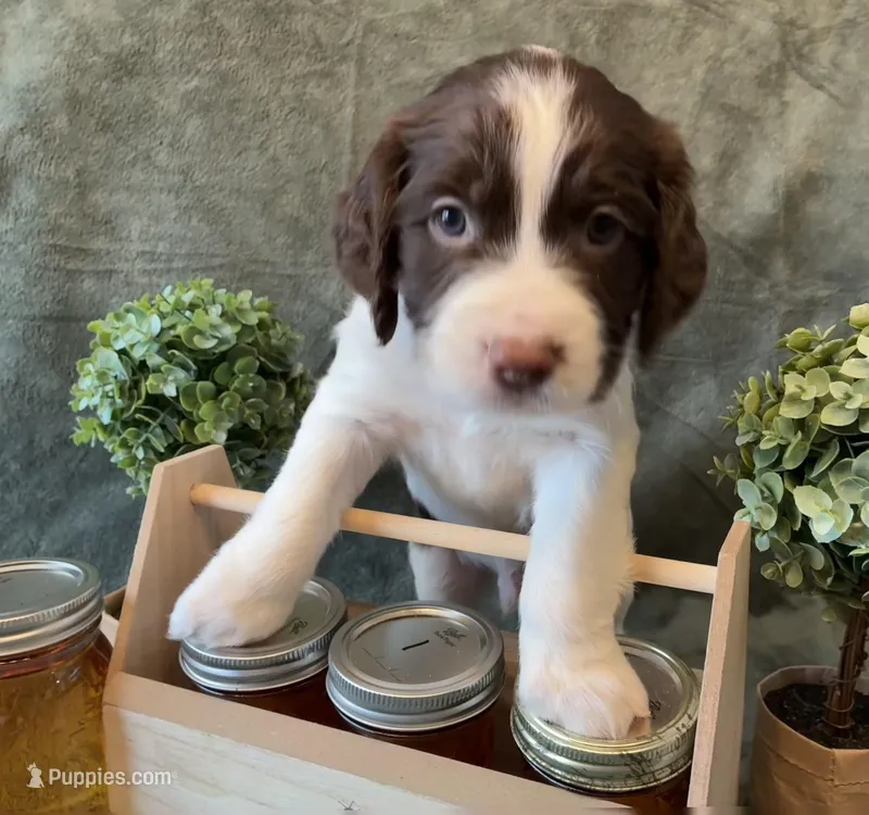 Charlie Brown – English Springer Spaniel puppy for sale in Sandstone, MN