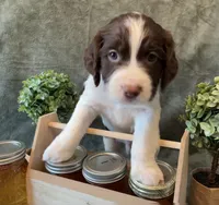 Charlie Brown, a male English Springer Spaniel for sale in Sandstone, MN – Photo 5 of 10