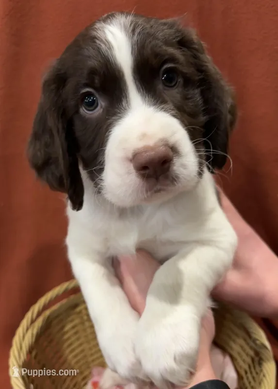 Charlie Brown – English Springer Spaniel puppy for sale in Sandstone, MN