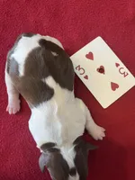 Charlie Brown, a male English Springer Spaniel for sale in Sandstone, MN – Photo 5 of 5