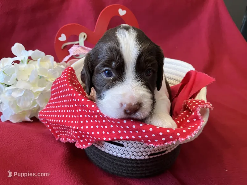 Charlie Brown – English Springer Spaniel puppy for sale in Sandstone, MN
