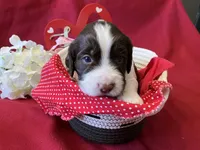 Charlie Brown, a male English Springer Spaniel for sale in Sandstone, MN – Photo 1 of 5