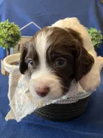 Charlie Brown, a male English Springer Spaniel for sale in Sandstone, MN – Photo 8 of 10